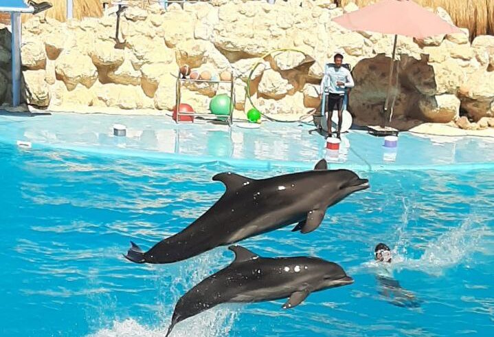 dolphin show hurghada