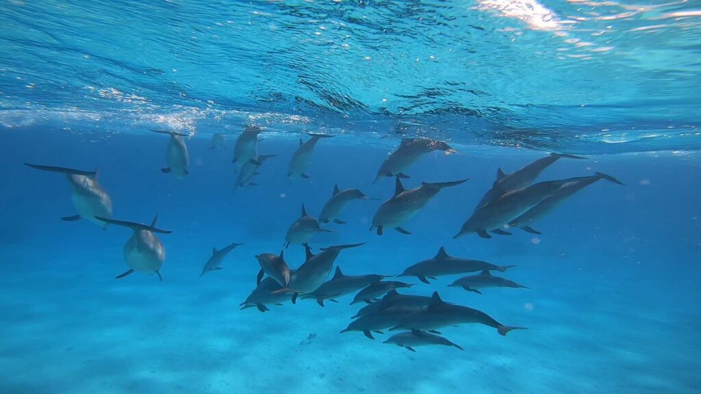 SATAYA DOLPHIN REEF ON A YACHT