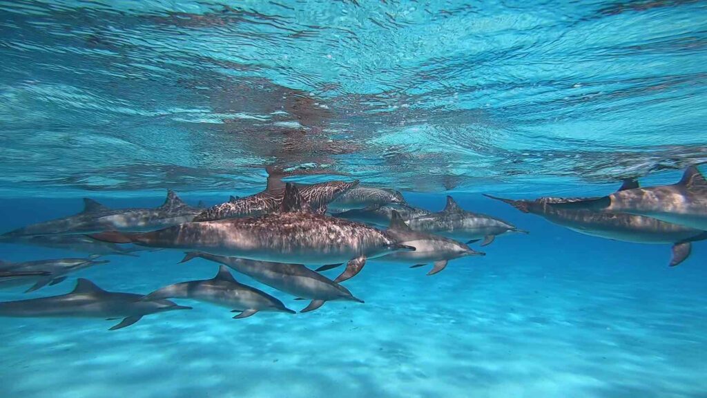 SATAYA DOLPHIN REEF ON A YACHT