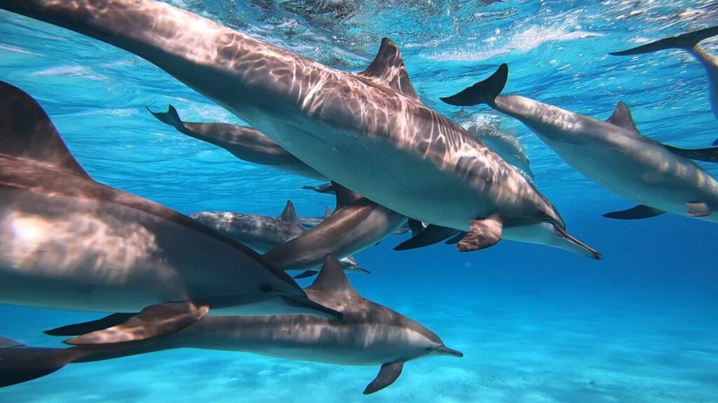 SATAYA DOLPHIN REEF ON A YACHT