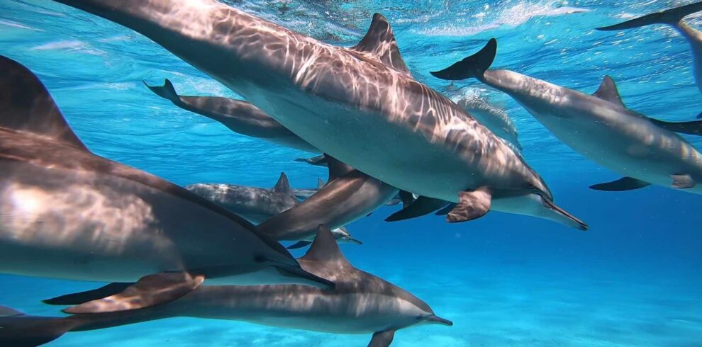 sataya dolphin reef