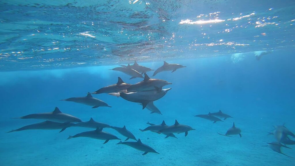 SATAYA DOLPHIN REEF ON A YACHT