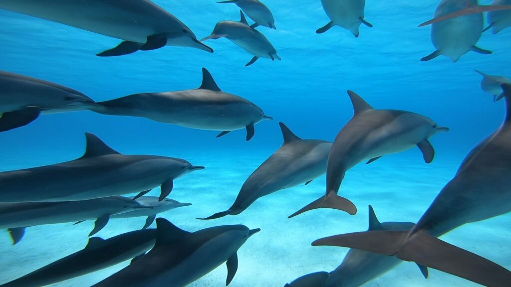 SATAYA DOLPHIN REEF ON A YACHT