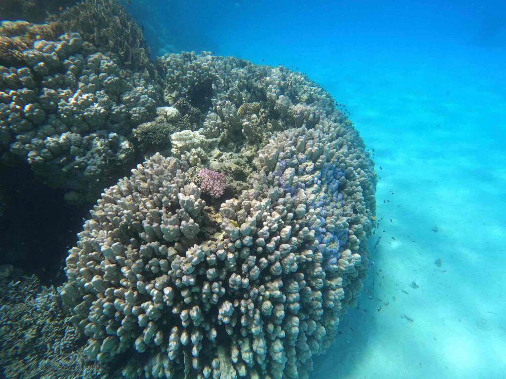 SATAYA DOLPHIN REEF ON A YACHT