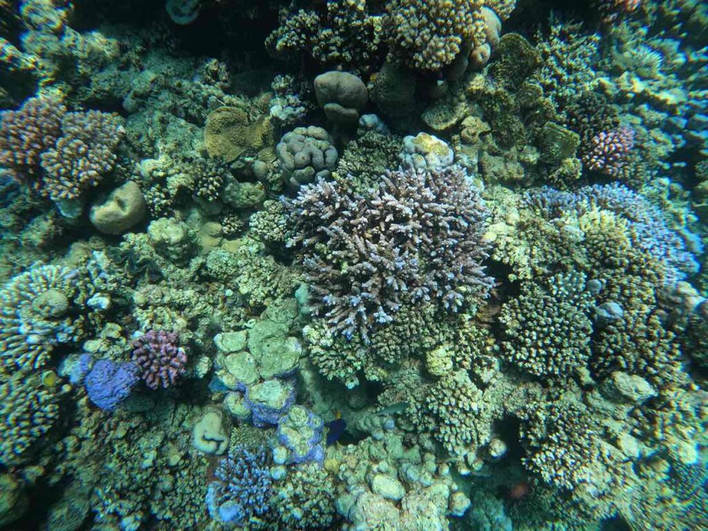 SATAYA DOLPHIN REEF ON A YACHT