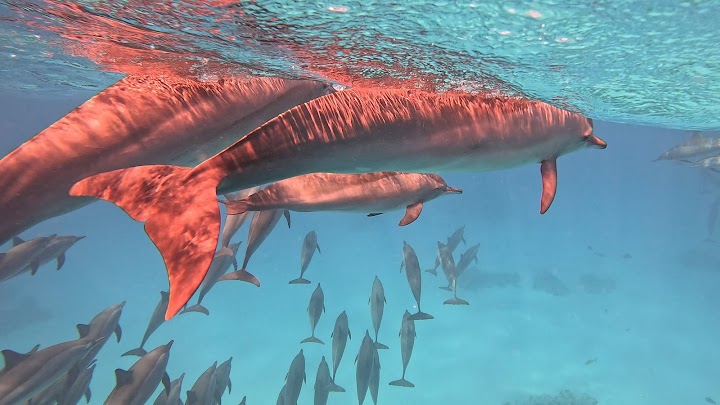 SATAYA BARRIERA DEI DELFINI IN BARCA