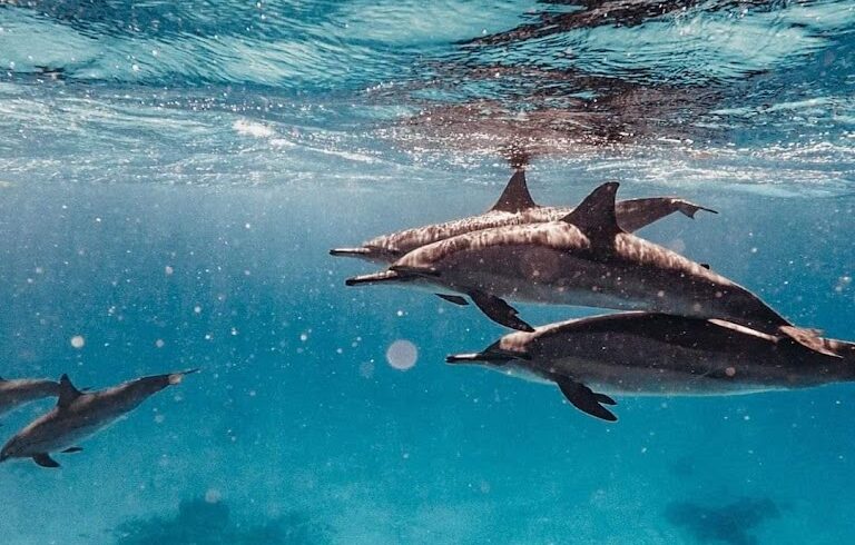 dolphin house marsa alam