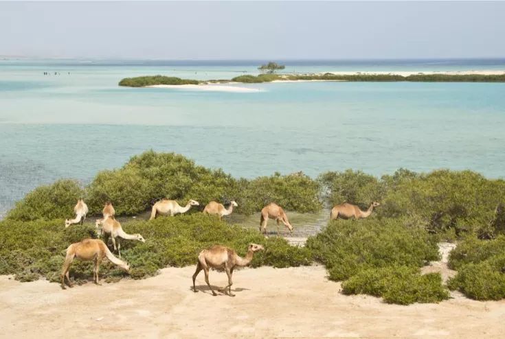 NATIONAL PARK VALLEY OF CAMELS