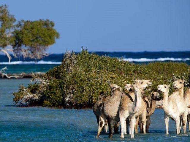 NATIONAL PARK VALLEY OF CAMELS