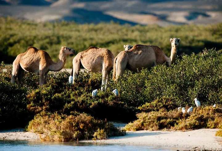 NATIONAL PARK VALLEY OF CAMELS
